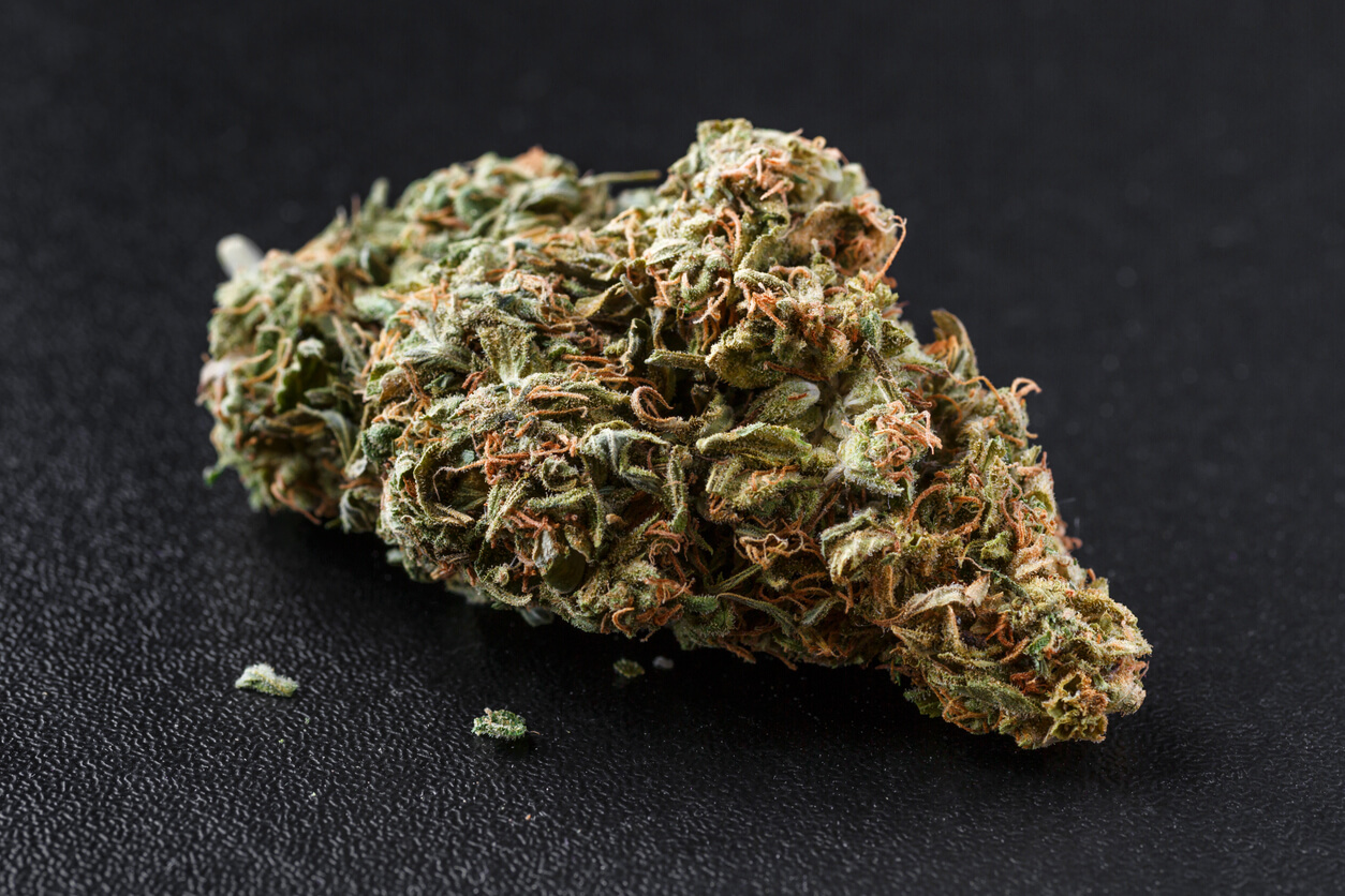 best hybrid-flowers-in-brampton