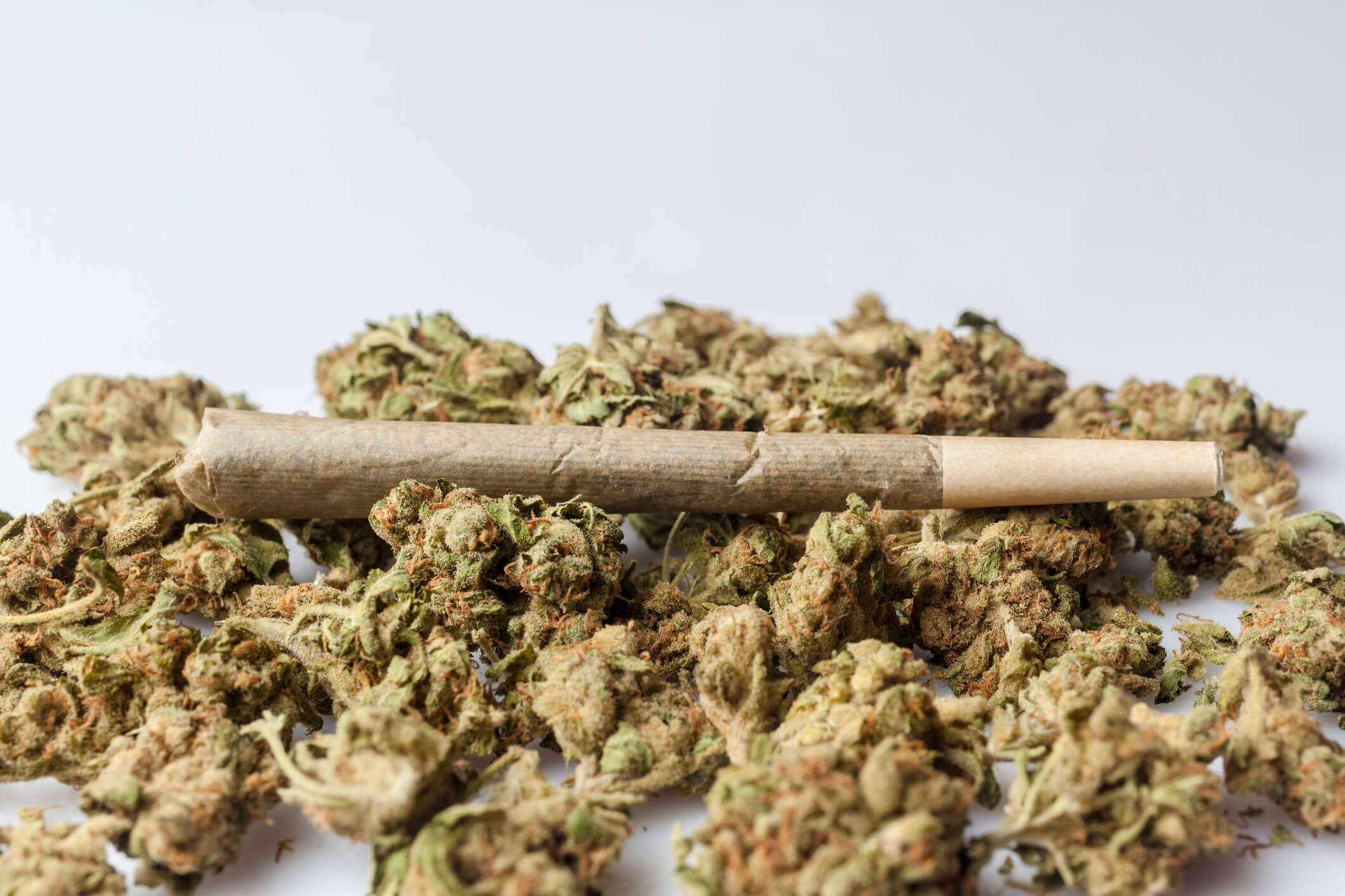 Hybrid Pre-Rolls Waterloo