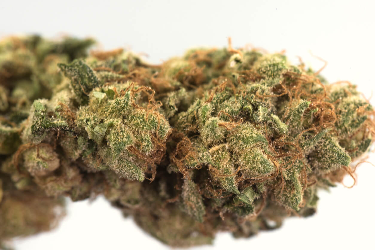 best sativa-flowers-brampton